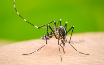 El gobierno bonaerense reiteró las medidas de prevención por dengue