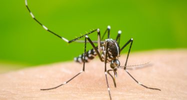 Se confirmó que hay dengue en 13 jurisdicciones del país y el promedio semanal de casos es de 2.000