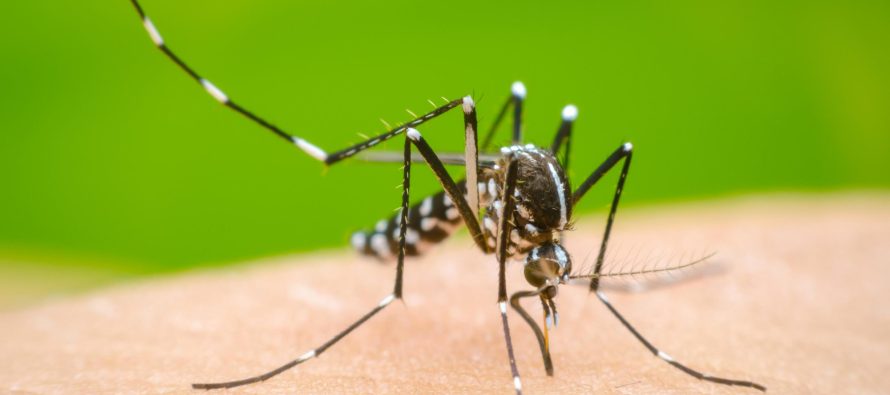 El gobierno bonaerense reiteró las medidas de prevención por dengue