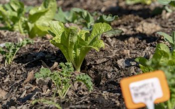 San Isidro abre inscripción gratuita para el curso de huertas agroecológicas