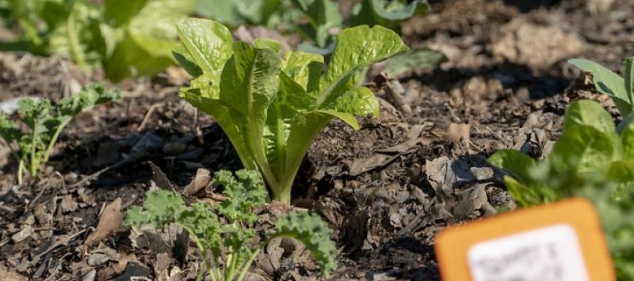 San Isidro abre inscripción gratuita para el curso de huertas agroecológicas