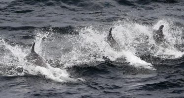 Cómo son las olas de calor marinas que ocurren en el fondo del océano y cuáles son sus consecuencias