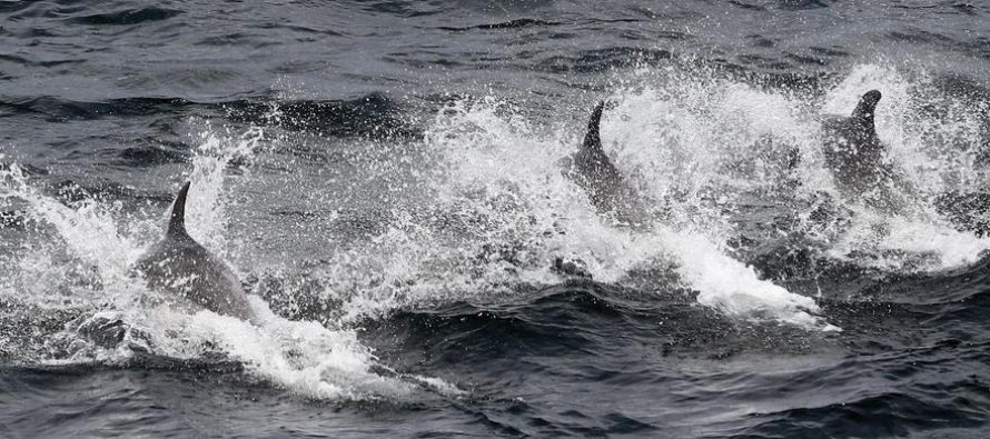 Cómo son las olas de calor marinas que ocurren en el fondo del océano y cuáles son sus consecuencias