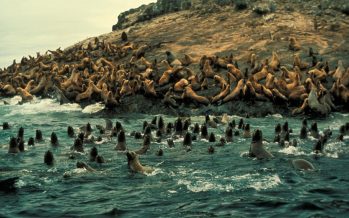 Dos documentales que estuvieron nominados al Oscar denuncian la destrucción del planeta Tierra