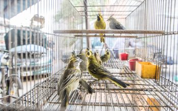 Ambiente participó en el desmantelamiento de una red de tráfico de fauna interprovincial