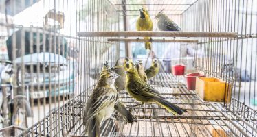 Ambiente participó en el desmantelamiento de una red de tráfico de fauna interprovincial