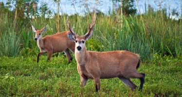 Caza furtiva del ciervo de los pantanos en el Delta bonaerense