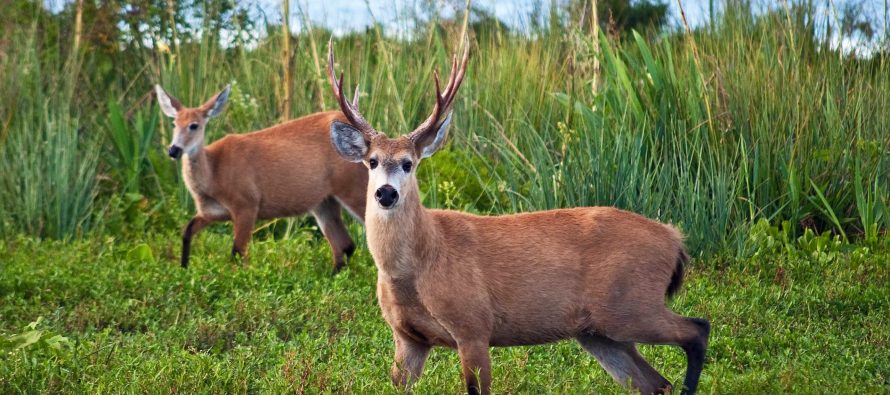 Caza furtiva del ciervo de los pantanos en el Delta bonaerense