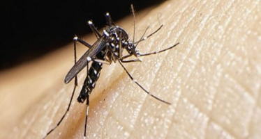 Por cuarta semana consecutiva se registró un descenso en la curva de casos de dengue en el país