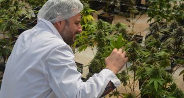 Cannabis medicinal: fortalecen el desarrollo tecnológico nacional del cultivo