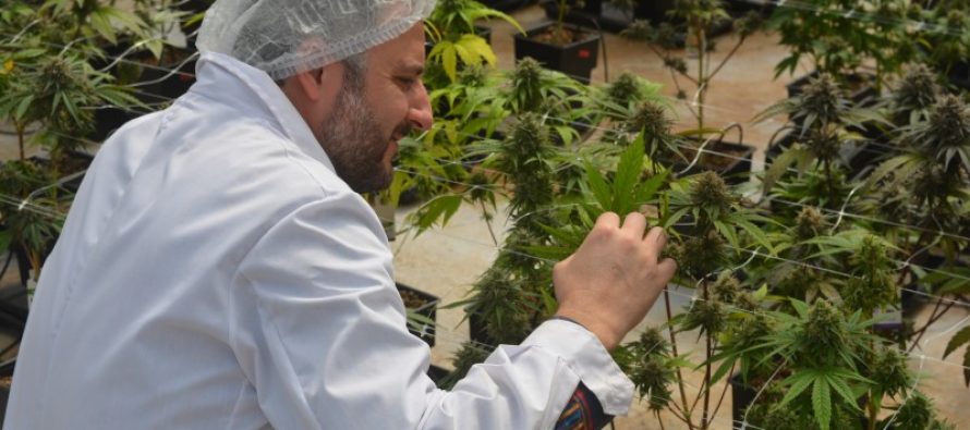 Cannabis medicinal: fortalecen el desarrollo tecnológico nacional del cultivo