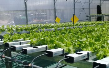 Argentina y el Protocolo de Montreal: acciones desde el INTA para proteger la capa de ozono