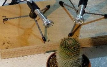 Según investigación, las plantas estresadas emiten sonidos con información para animales y vegetales