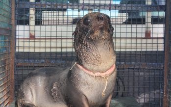 Rescatan un lobo marino gravemente herido en el cuello a causa de basura marina