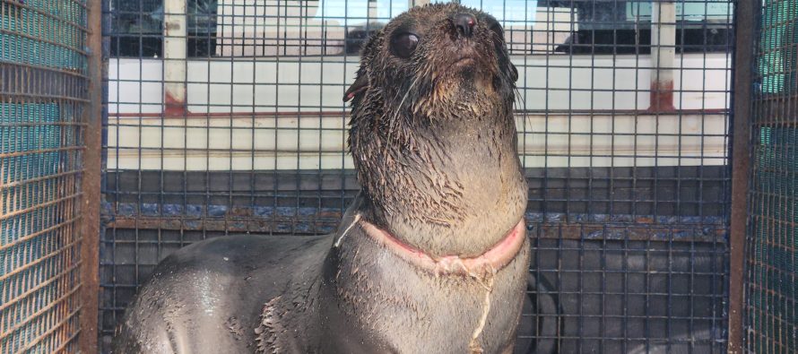 Rescatan un lobo marino gravemente herido en el cuello a causa de basura marina
