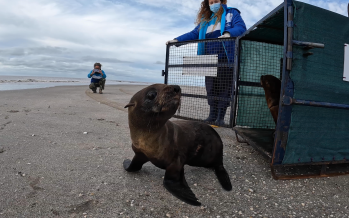 Regresó al mar el lobito que había sido rescatado con un zuncho plástico en el cuello