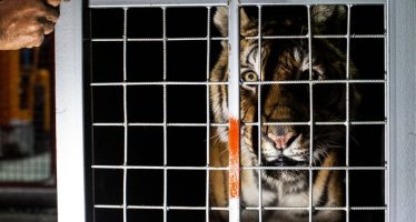 Los tigres rescatados llegaron a Jordania para su liberación