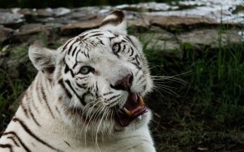 Se presentó un proyecto de ley de bienestar animal en el Congreso de la Nación