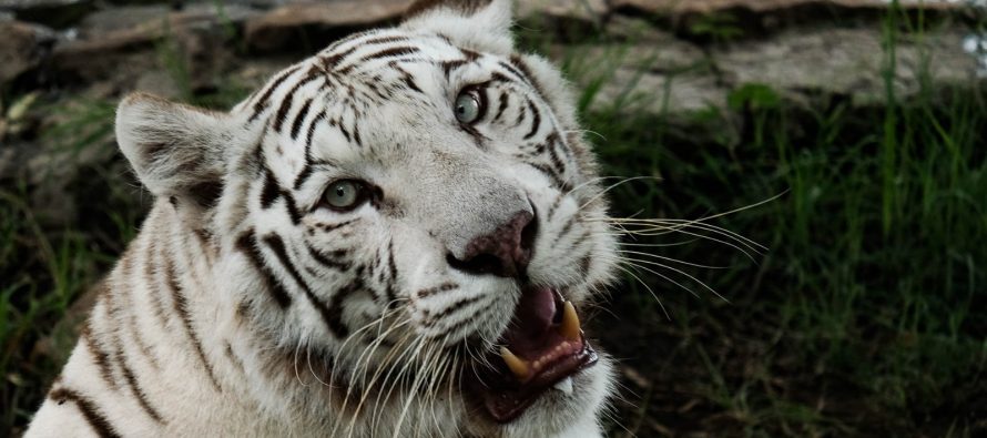 Se presentó un proyecto de ley de bienestar animal en el Congreso de la Nación
