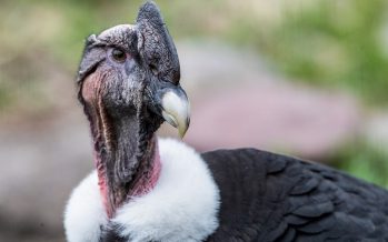 Un cóndor andino será operado en Escobar