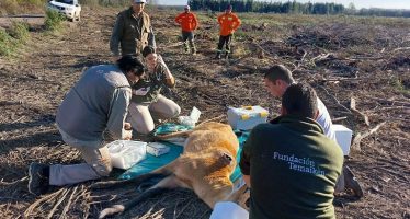 Otro ciervo de los pantanos fue rescatado en el Delta