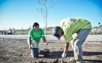 Escobar Sostenible: se plantaron 7.200 árboles nativos de los 10.000 del Plan de Arbolado Urbano