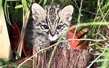 Un gato montés comienza su rehabilitación en la Fundación Temaiken