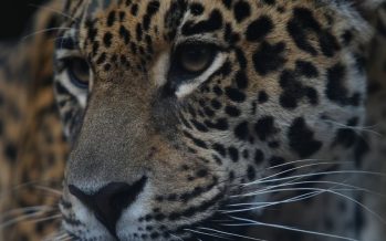 La Justicia estableció la caución millonaria que deberá pagar el imputado por la caza del yaguareté en Formosa