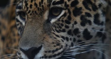 La Justicia estableció la caución millonaria que deberá pagar el imputado por la caza del yaguareté en Formosa