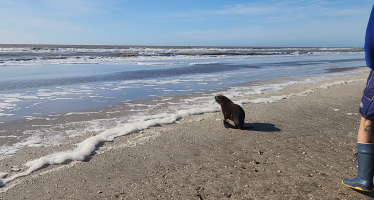 Un lobo marino regresó al mar: había sufrido una herida por un envoltorio plástico