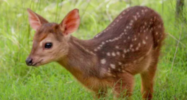 Avistaron por primera vez una especie de ciervo desconocida