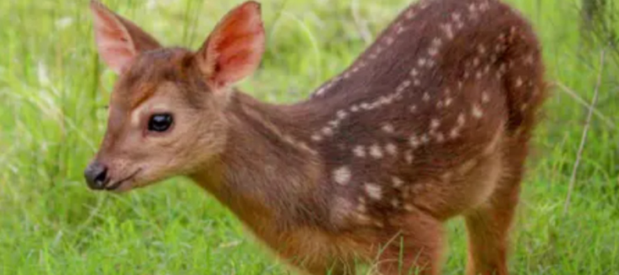 Avistaron por primera vez una especie de ciervo desconocida
