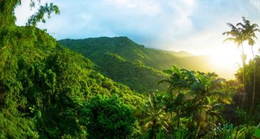 El calentamiento global amenaza el proceso de fotosíntesis de los bosques tropicales