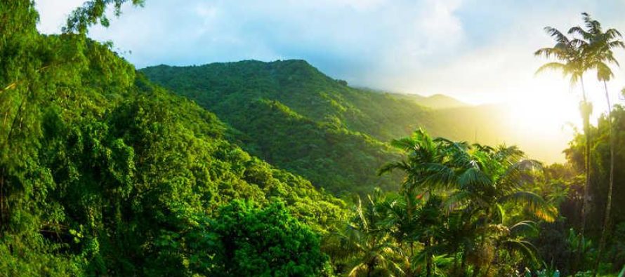 El calentamiento global amenaza el proceso de fotosíntesis de los bosques tropicales
