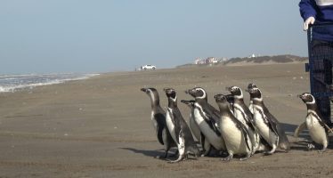 15 pingüinos regresan al mar tras ser rescatados con cuadros de desnutrición, empetrolamiento e ingesta de plástico