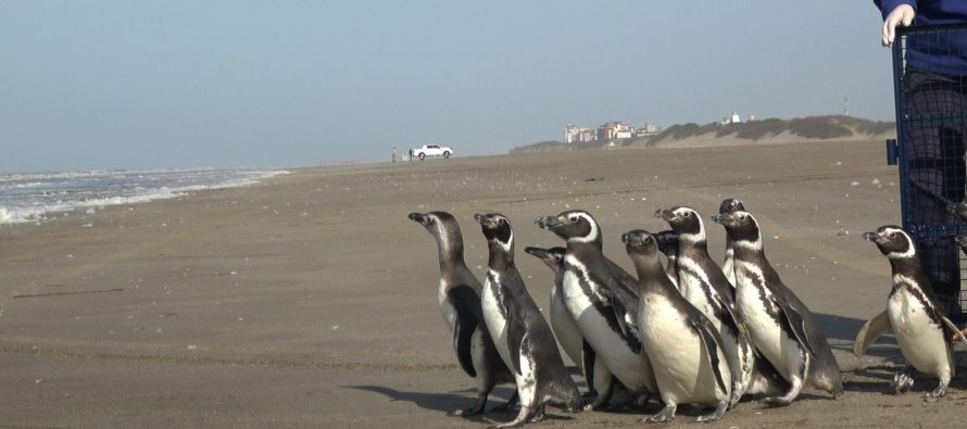 15 pingüinos regresan al mar tras ser rescatados con cuadros de desnutrición, empetrolamiento e ingesta de plástico