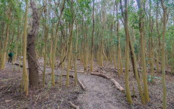 ¿Cómo potenciar el verde en el AMBA?