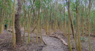 ¿Cómo potenciar el verde en el AMBA?