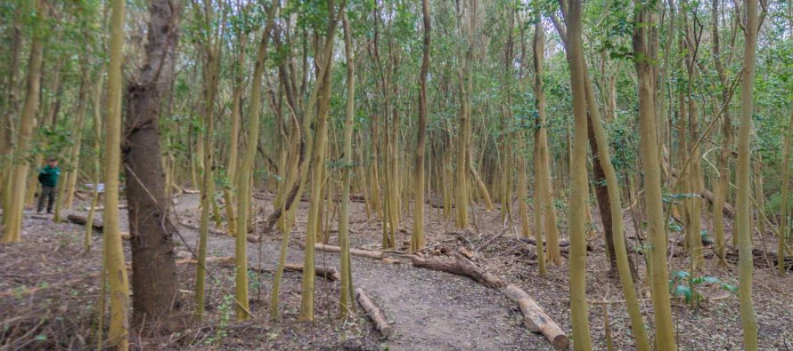 ¿Cómo potenciar el verde en el AMBA?
