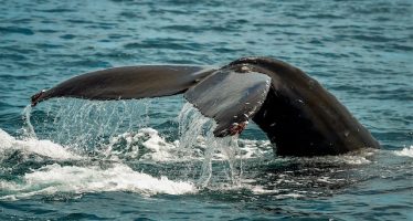 Detectan microplásticos incrustados en tejidos vitales de ballenas y delfines