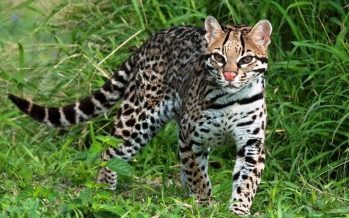 Reportan tres nuevos atropellamientos de fauna silvestre en las rutas misioneras