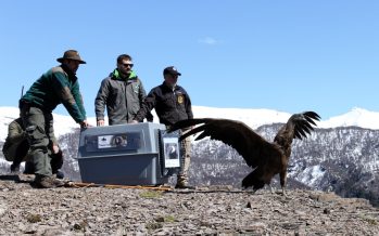 Ambiente participó de la liberación de un cóndor andino en el Parque Nacional Nahuel Huapi