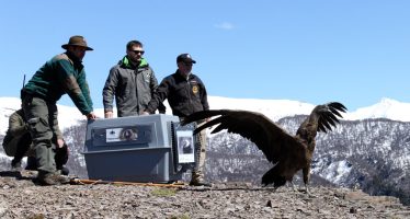 Ambiente participó de la liberación de un cóndor andino en el Parque Nacional Nahuel Huapi