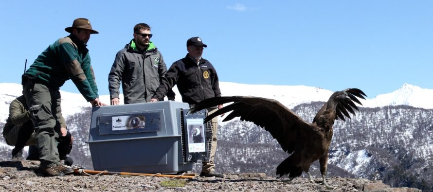 Ambiente participó de la liberación de un cóndor andino en el Parque Nacional Nahuel Huapi