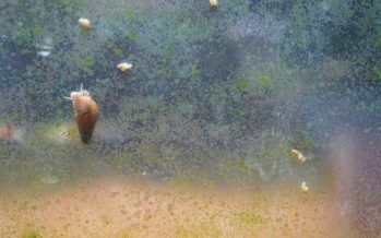 Nacieron más de 60 caracoles de Apipé en el Acuario del Bioparque de la Fundación Temaikèn