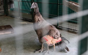 Rescatan a cóndor andino tras sufrir accidente y lo trasladan a Centro de Rescate de Temaikén