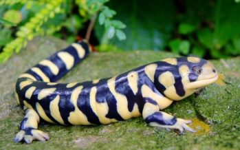 Alertan que las especies exóticas son responsables del 60% de las extinciones de plantas y animales