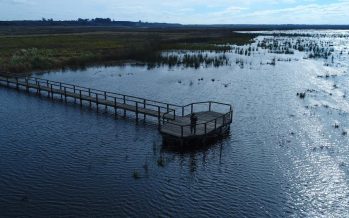 Ciervo de los Pantanos: el Parque Nacional que protege al cérvido más grande de Sudamérica
