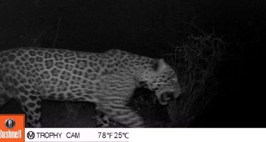 Se confirma la presencia de un yaguareté macho en la Reserva Natural Formosa