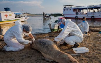 Dramático operativo internacional contrarreloj para salvar a los delfines de la Amazonía brasileña